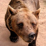 Ursus arctos