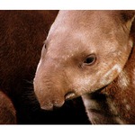 Tapirus terrestris - mládě