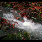 Oak creek