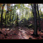 Vzpomínka na podzimní paprsky