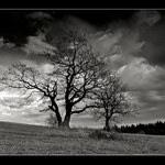 ...kamarádi do deště...