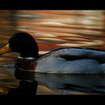 romantická západovka......