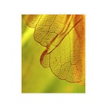 ...křídla motýlí...