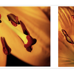 ... night flowers ...