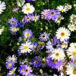 Já už slavím jaro : )