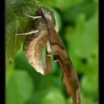 lipák alias esíčko