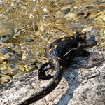 Salamandra salamandra