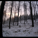 les v mlze - mlha v lese