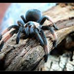 Brachypelma Emilia