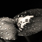 kapka v kapce snoubí se...