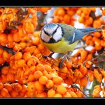 Z ptačí říše III.