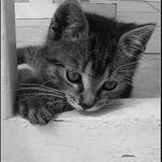 Připravený na útok