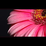 *** Gerbera ***
