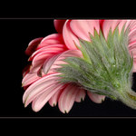 *** Gerbera ***
