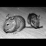 ve 12 se musí obědvat