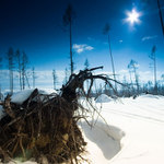 Snowland...