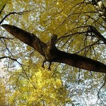 Podzimní Pteranodon