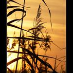 Večerní romance v trávě