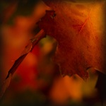 listovka abstraktná...