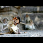 THAJSKO - Pithsanoluk