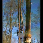 Odraz mrtvého stromu