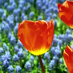 ... ještě dva měsíce, a pár dnů...