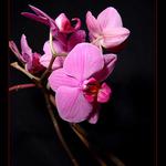 Orchidej 4 konečná fotografie