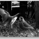 "pozor brácho přistávám"