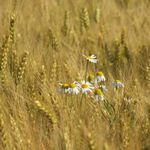 spomienka na leto....