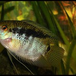 Kančík šikmopruhý