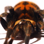 chromatopelma cynaopubescens