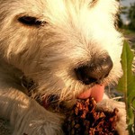 Ben - presli jsme na vegetarianskou stravu - sisky :)