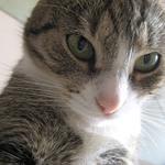Kittynka