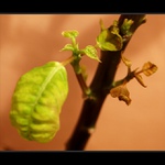 Jen silní přežívají