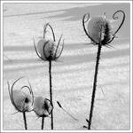 Štětka soukenická