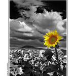 Tak jako slunečnice každý den otáčí se za Řípem