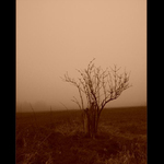 polapen hustou hemlou