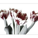 TuliPáni