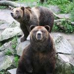 Medvědi nevědí ...