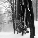 Bukový les pod sněhem