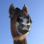 Konečně napadnul sníh...