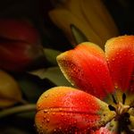 Vecerne hratky s tulipanmi