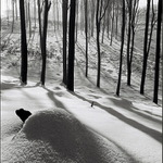 V chaloupce z pařezu