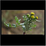 *** přeživší ***