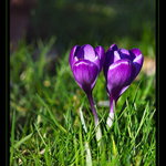 Krokusy II