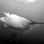 Manta B&W