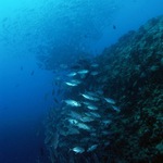 Blue Corner