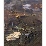 ....jarně  naladěná