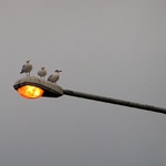 Vstávat a do práce!