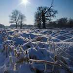 Pohansko zasněžené II.